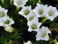 White trumpet flowers throughout
